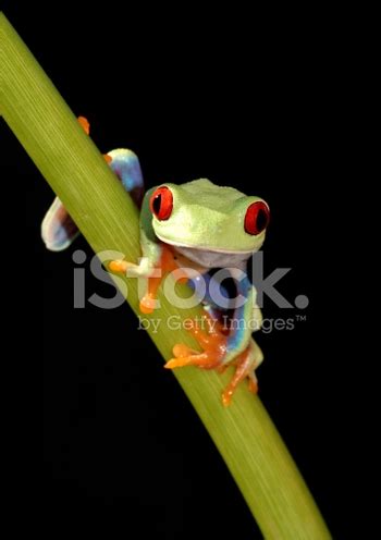 Red-Eyed Tree Frog (Agalychnis Callidryas) Stock Photo | Royalty-Free | FreeImages