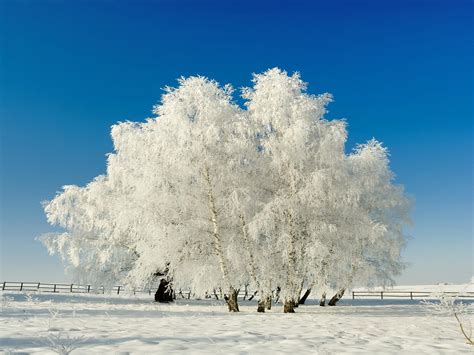 Winter Trees Wallpapers - Wallpaper Cave