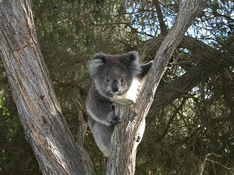 Interesting Facts - Australian Koala Foundation