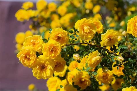 7 Types Of Yellow Rose Bushes - SONG OF ROSES