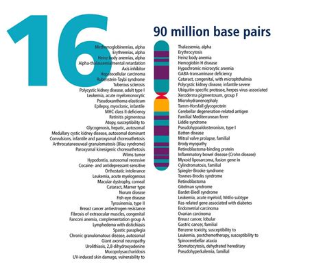 Chromosome 16: Human Genome Landmarks Poster Dna Research, Research Images, Medical Science ...