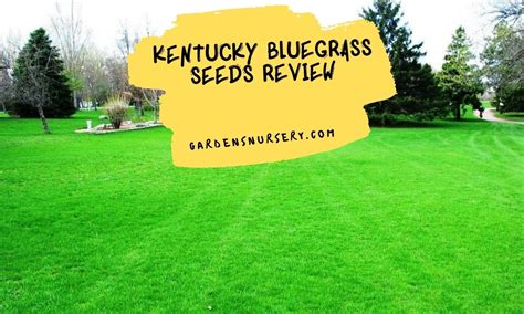 Kentucky Bluegrass Seeds Review | GARDENS NURSERY