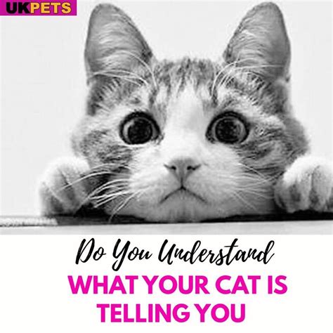 Cats meow because it's the language they use to communicate with humans. Want to know what every ...