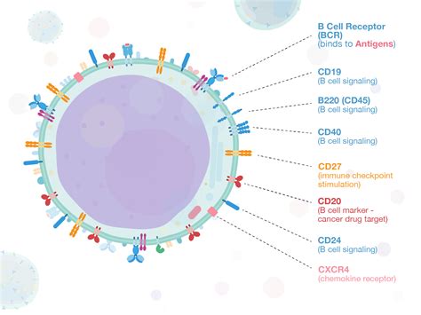 Week7 - Memory B cells by LaPipette on Dribbble