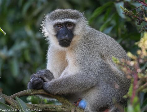 Vervet monkey Chlorocebus pygerythrus, Bujjagali, Uganda - Wildsolutions