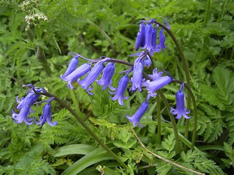 Types Of Blue Bell Flowers at Timothy Channel blog