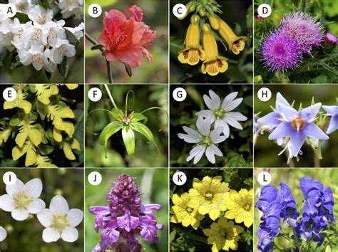 | Examples of representative native flowering species from low (A-D),... | Download Scientific ...