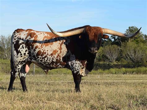 Texas Longhorn Cattle Wallpapers - Wallpaper Cave