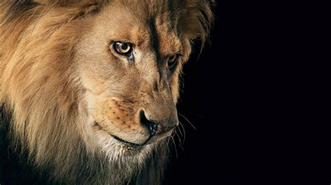 Lion Wallpaper HD 1080P - WallpaperSafari