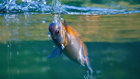 Massive fish deaths in Periyar river tributary due to ammonia, hydrogen sulphide, unidentified ...