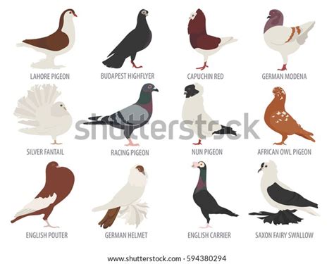 6,765 Pigeon Breed Images, Stock Photos & Vectors | Shutterstock