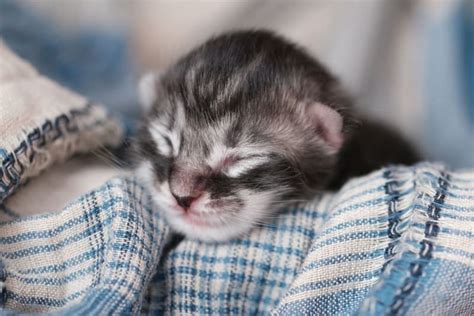 Newborn Kittens: When Do Kittens Open Their Eyes? | Bakersfield Vets