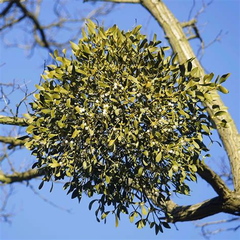 How Mistletoe Became Everyone's Favorite Parasite