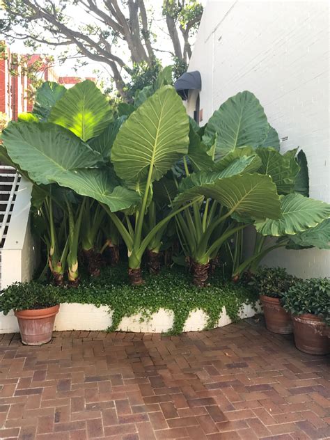 Elephant Ear Plant Outdoor - Plant Ideas