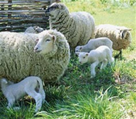 Sheep Pregnancy Calculator - Gestation Calculator.com