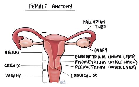 Endometrioid intraepitelial neoplasi (EIN) | MyPathologyReport.ca