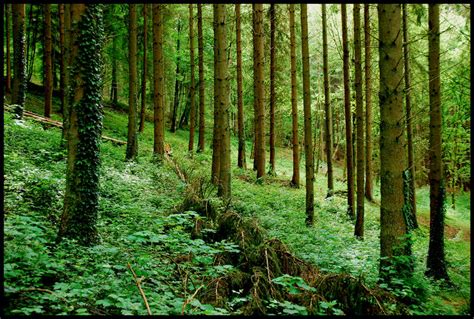 In the Ardennes forests by jchanders on DeviantArt