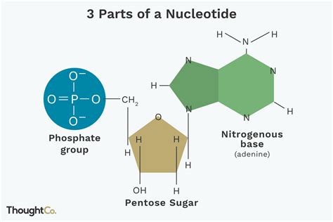 Nucleic Acids and Nucleotides: Structure and Functions and MCQs with Answer for NEET, GATE, GPAT ...