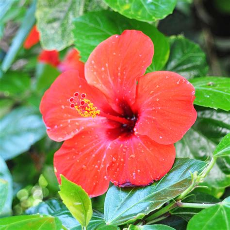 Hibiscus Flower Information | Best Flower Site