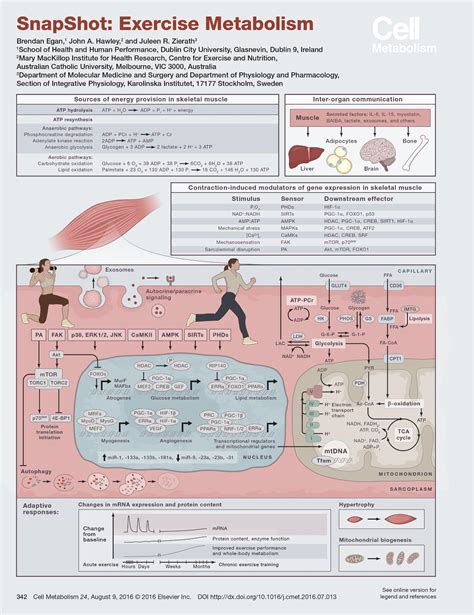 Cell Metabolism on Twitter: "Check out this snapshot poster on # ...