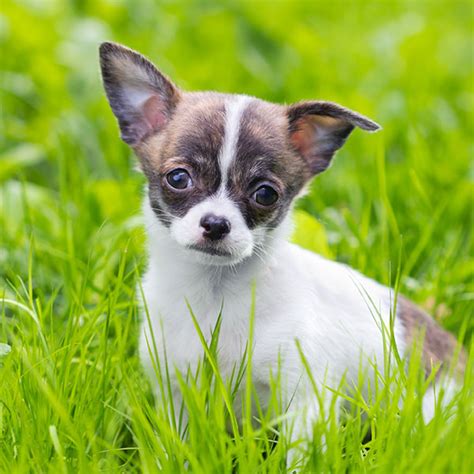 #1 | Chihuahua Puppies For Sale In Columbus OH | Uptown