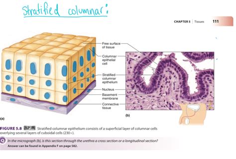 Stratified Columnar Epithelium Diagram | Quizlet