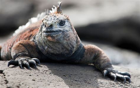 Interesting Facts about Marine Iguana | Magazineup