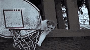 Cat Dunk GIFs - Find & Share on GIPHY