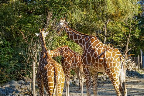 Wildlife in the Munich Zoo | Stock image | Colourbox