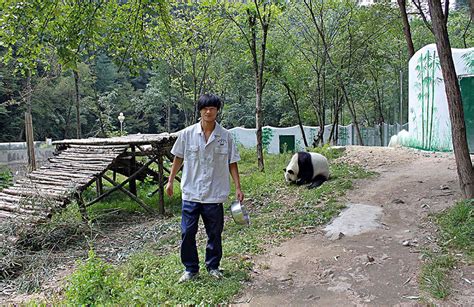 The World’s Only Brown Panda Who Was Abandoned As A Baby, Finally Finds ...