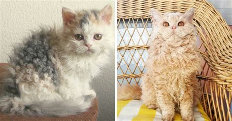 35 Photos of poodle cats that show how incredibly cute and fluffy they are