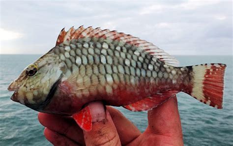 Stoplight Parrotfish | Mexican Fish.com