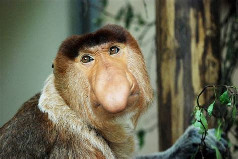 These monkeys are easily identifiable due to their big noses. It’s not entirely known why these ...