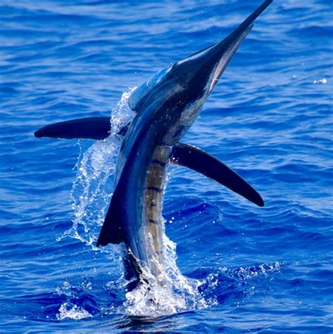 Fishing Trip Of A Lifetime | Sailfish & Marlin | Mad Marlin Lodge