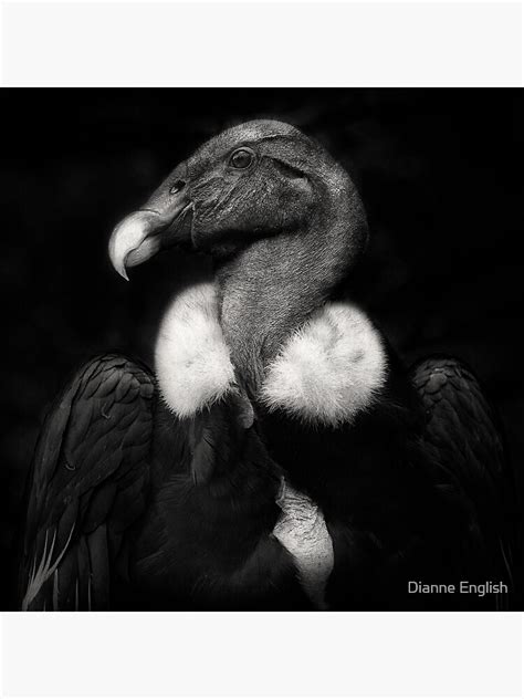 "Andean Condor" Canvas Print by Dance | Redbubble