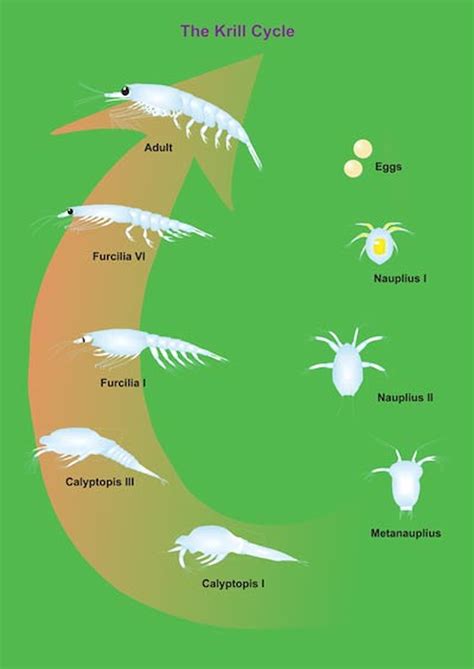 Antarctic Krill Diagram