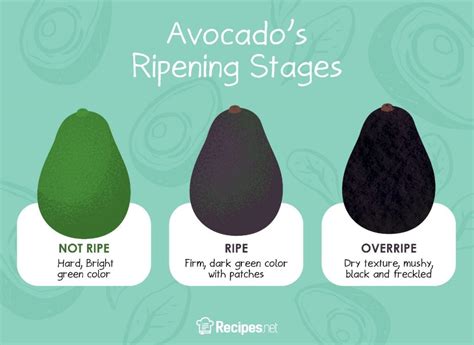 How to Ripen Avocados Quickly and Effectively - Recipes.net