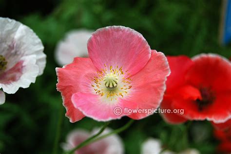 Poppy flower varieties