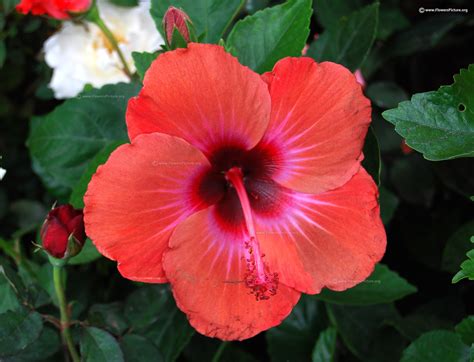 Hibiscus Pictures Of Different Flowers - 15 Huge Flowers Hgtv / Free hq photos about hibiscus.