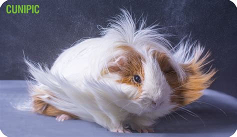 Long-haired guinea pigs - Cunipic