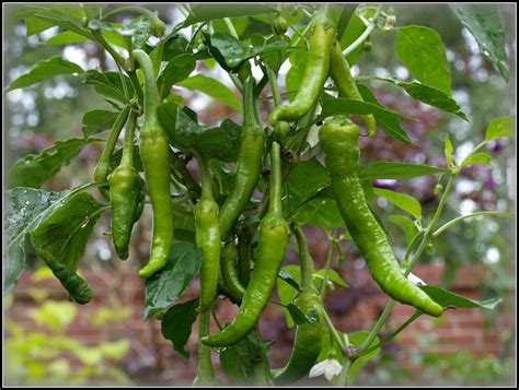 Mark's Veg Plot: Chilli update