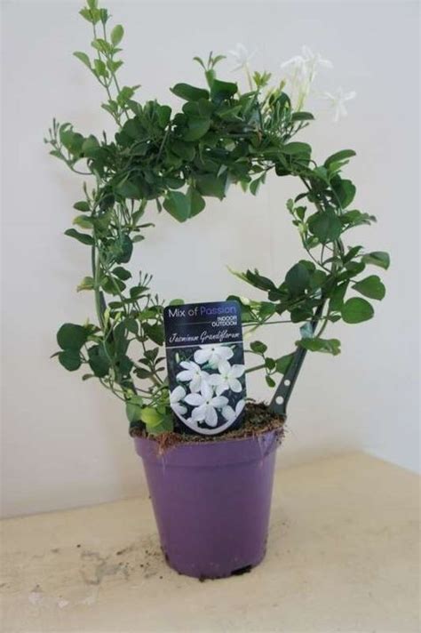 Jasminum grandiflorum — Plant Wholesale FlorAccess