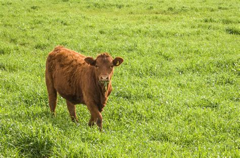 Premium Photo | Beautiful red angus calves grazing