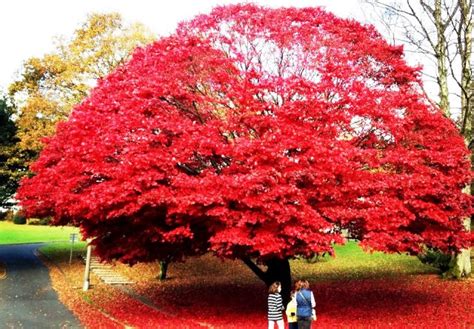 Leaf-peeping: Autumn in the Lake District