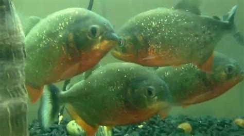 Pet Piranha Care: Do Piranhas Make Great Family Pets? - Piranha Guide