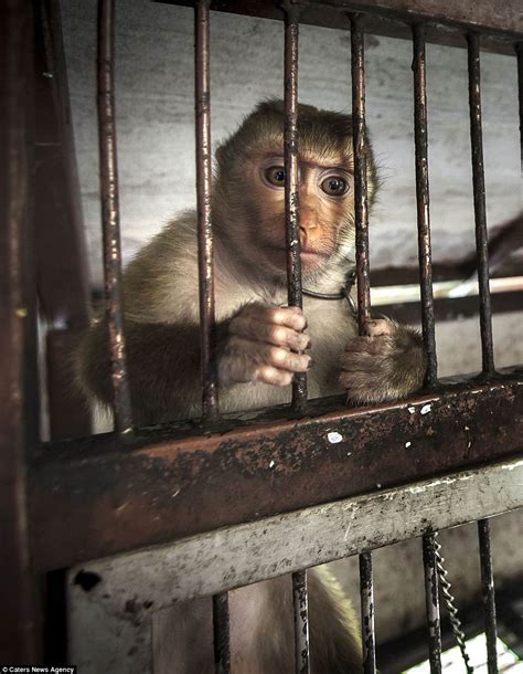 Animals locked in squalid cages in Thailand's shocking zoos | Daily Mail Online