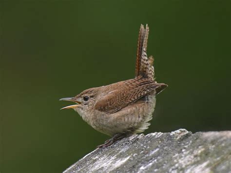 Female House Wrens (Male vs Female Identification) | Birdfact