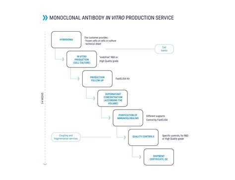 Monoclonal antibody production process flow diagram - visaLasi