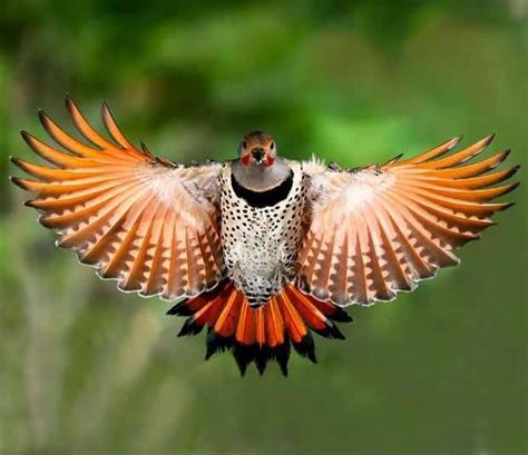 Northern Red Shafted Flicker in flight! #bird | Bird, Northern flicker, Bird photography