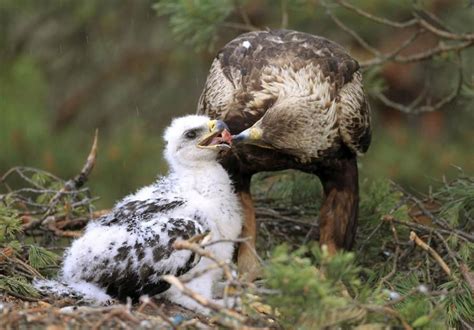 "Golden eagle feeding her chicks in a nest in a swamp near the village" | Vögel